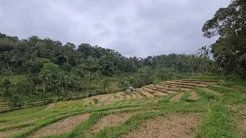 DIJUAL TANAH KEBUN VIEW SAWAH SANGAT MURAHdi tabanan bali - Image 1 of 10