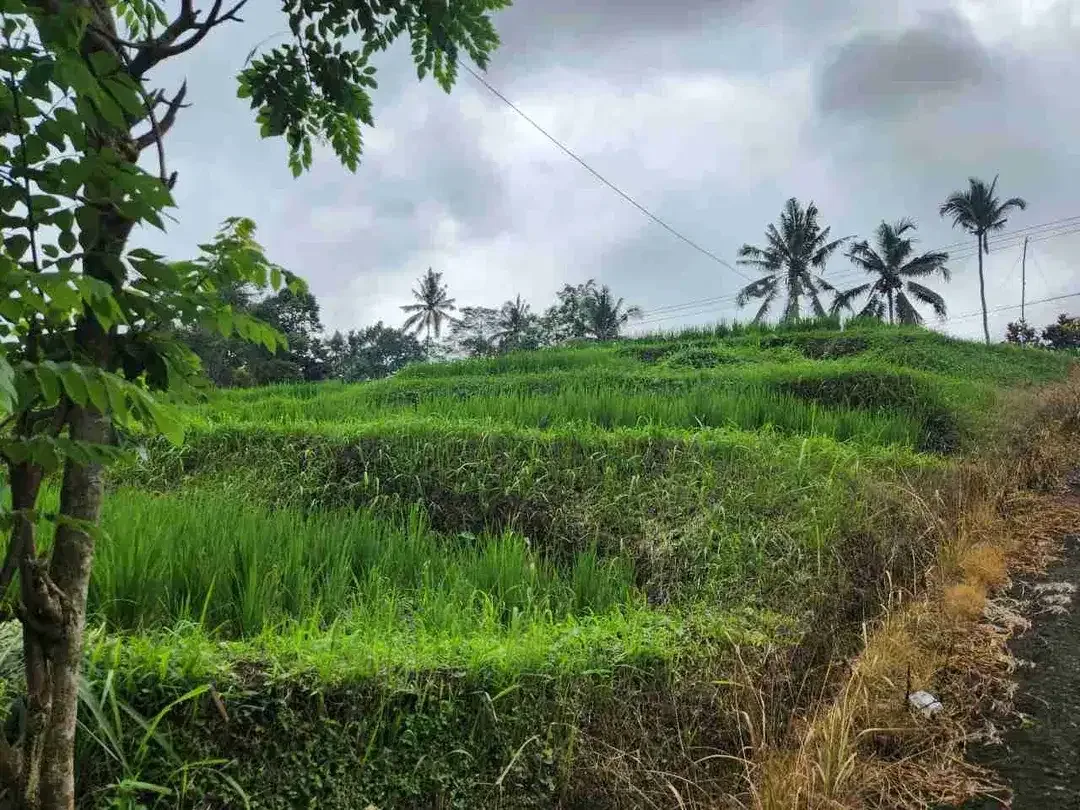 Tanah Cantik View Terasering Sawah Nuansa Bali Asri di Penebel - Image 3 of 10