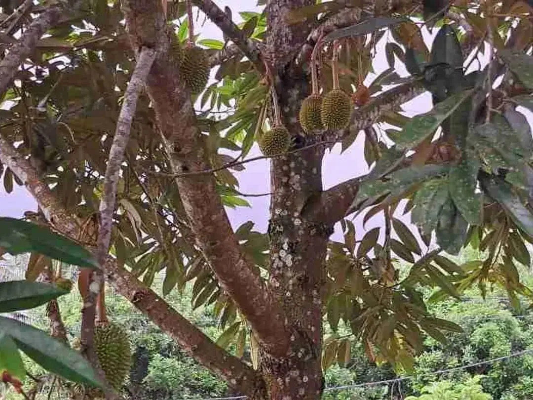 dijual Tanah Kebun Durian, Tabanan, Bali - Image 8 of 10