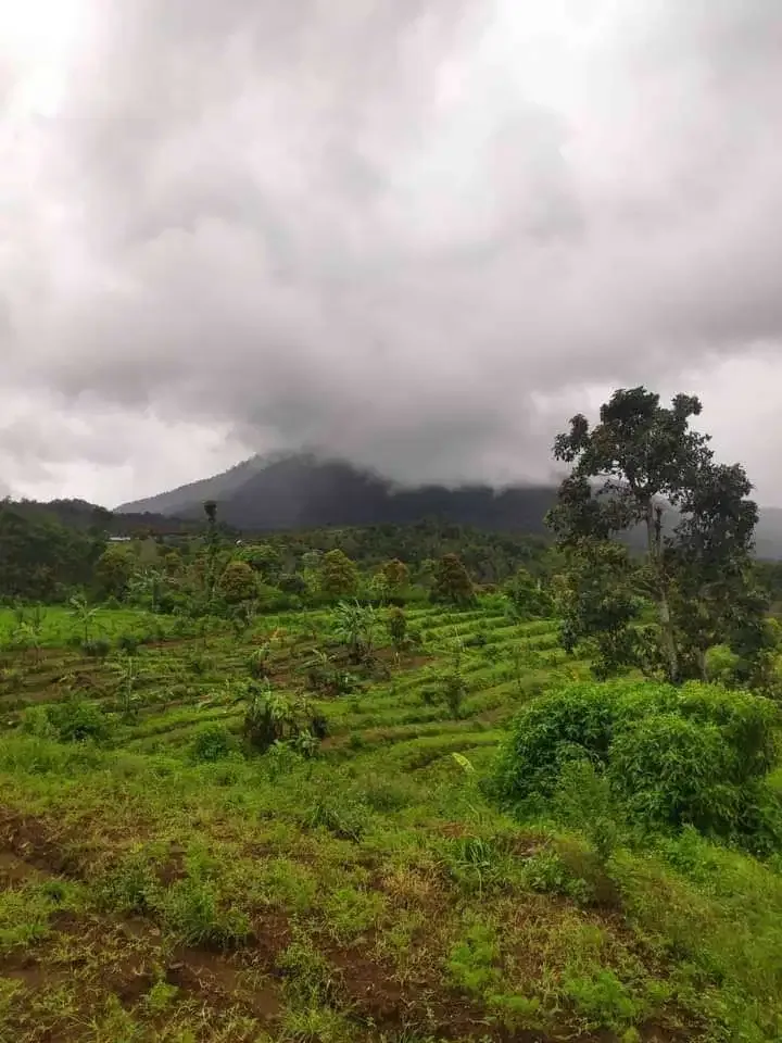 DIJUAL TANAH COCOK UNTUK INVESTASI DI BULELENG - Image 2 of 5