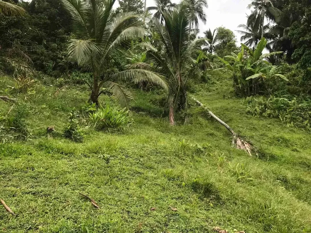 jual tanah kebun murah harga 100 ribu / meter di selemadeg tabanan bali. - Image 1 of 10