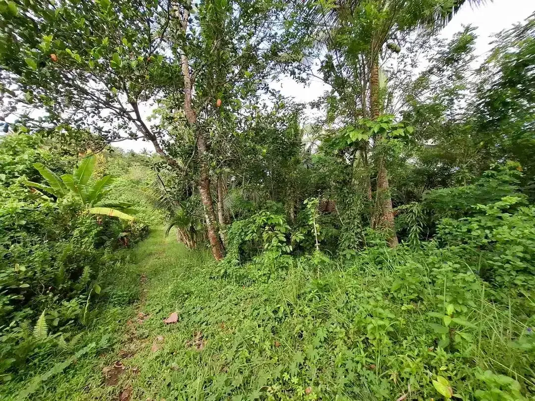 Dijual tanah murah los sungai dekat villa di bali - Image 3 of 10