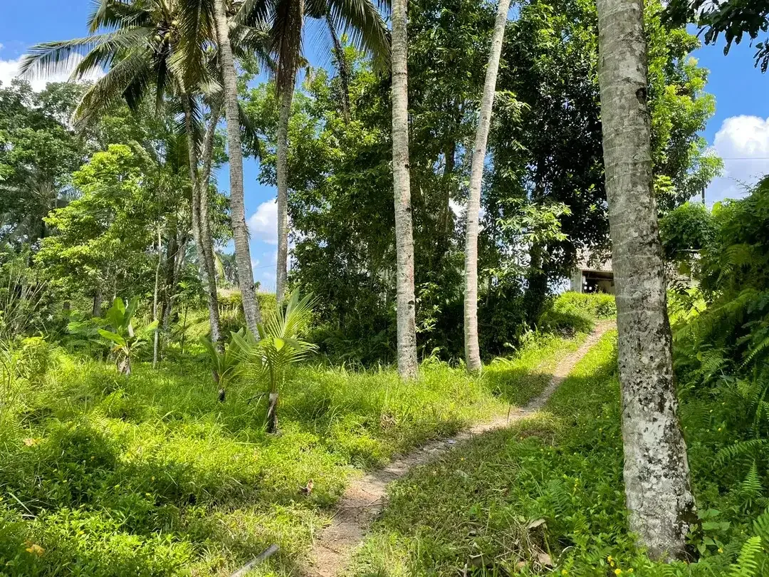 Leasehold land 8857 Sqm In Great Location Ubud - Image 6 of 10