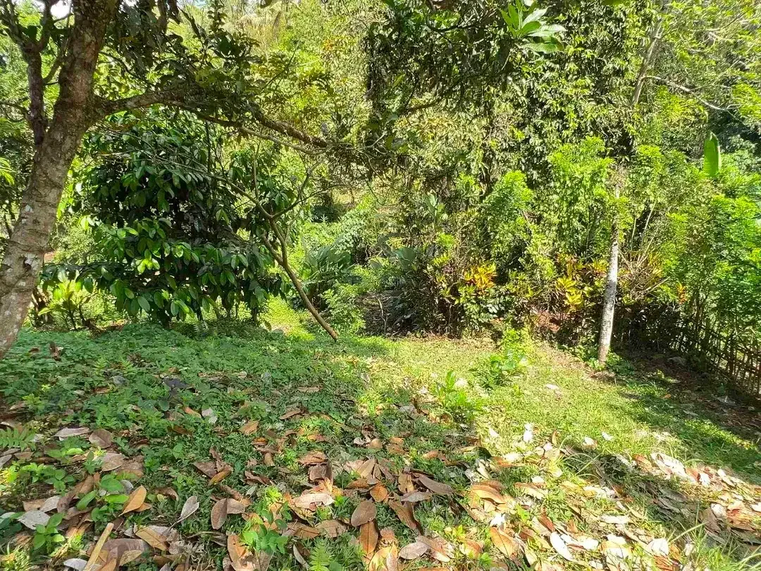 jual tanah dan rumah di desa wisata manikyang tabanan bali - Image 10 of 10
