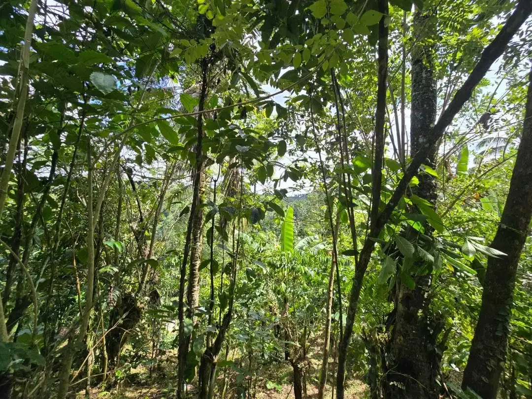 Dijual tanah kebun kopi view sawah dan lembah di tabanan bali - Image 10 of 10