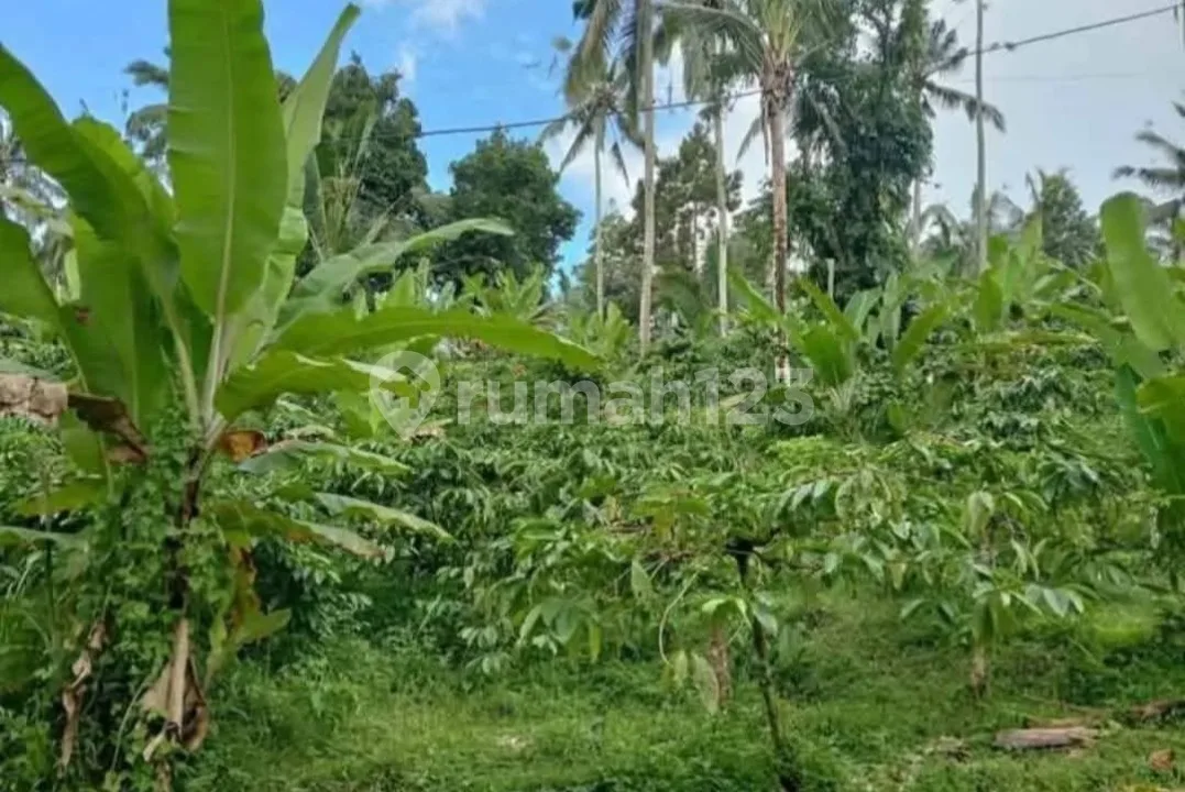 Buc!! Dijual Tanah Kebun Kopi Murah Dekat Objek Wisata Air Terjun 71,5 Are - Desa Angkah, Selemadeg Barat, Tabanan Bali - Image 1 of 4