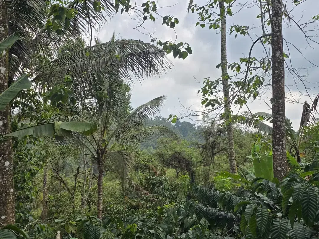 Dijual tanah kebun kopi produktif dengan view lembah di bali - Image 1 of 10