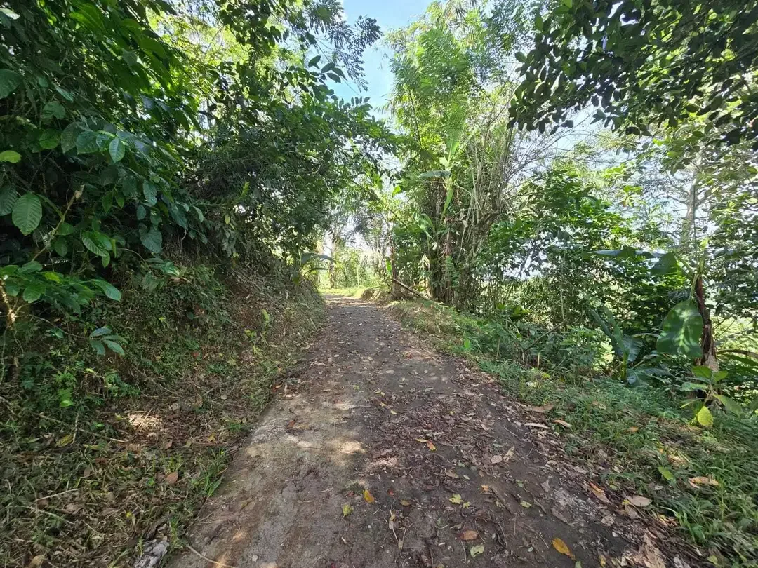 Dijual tanah kebun kopi view sawah dan lembah di tabanan bali - Image 2 of 10