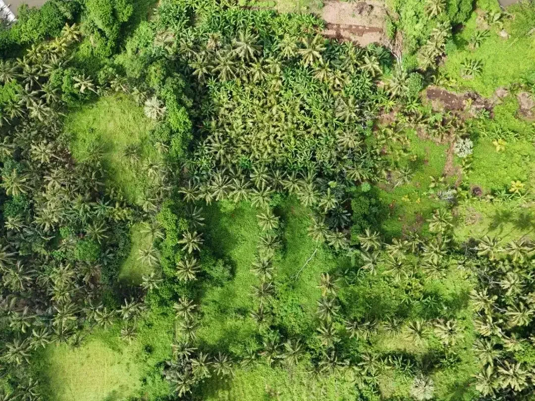 Tanah Dijual- Lokasi Strategis View Jungle Dekat Rs Kasih Ibu Saba Gianyar - Image 5 of 5