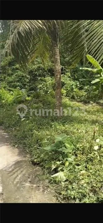 Tanah Termurah Zona Pink Dekat Central Ubud - Image 2 of 4