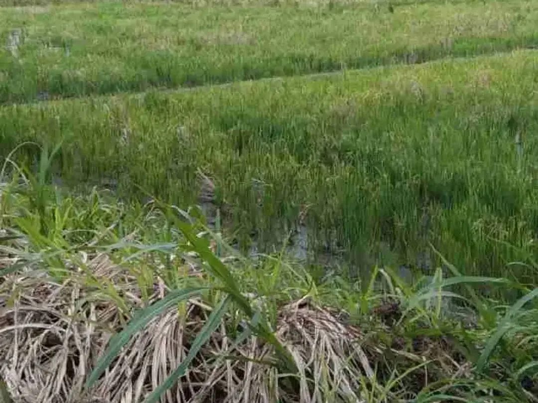 tanah langka di sewa jangka panjang cocok untuk bisnis akses jalan utama di Mas Ubud - Image 1 of 10