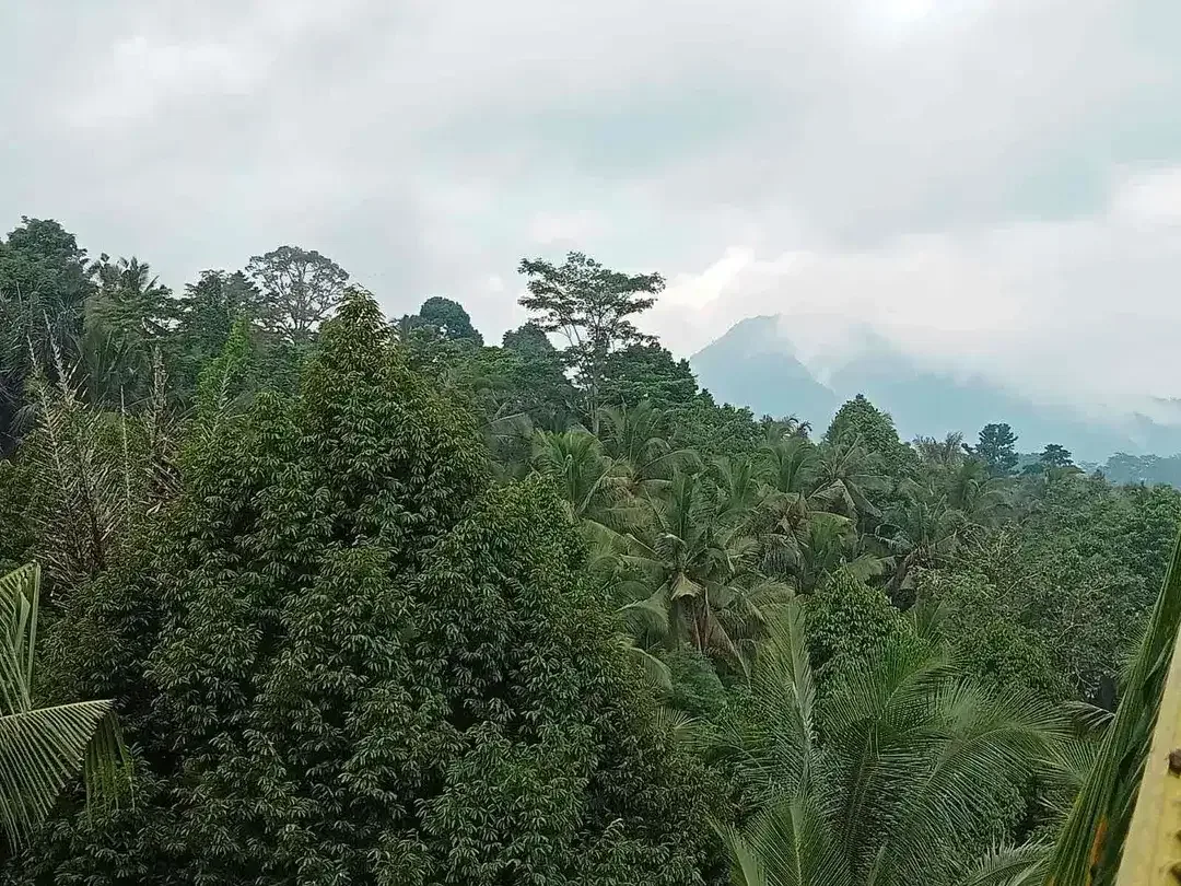 Tanah Sidemen jungle Riceview - Image 2 of 10