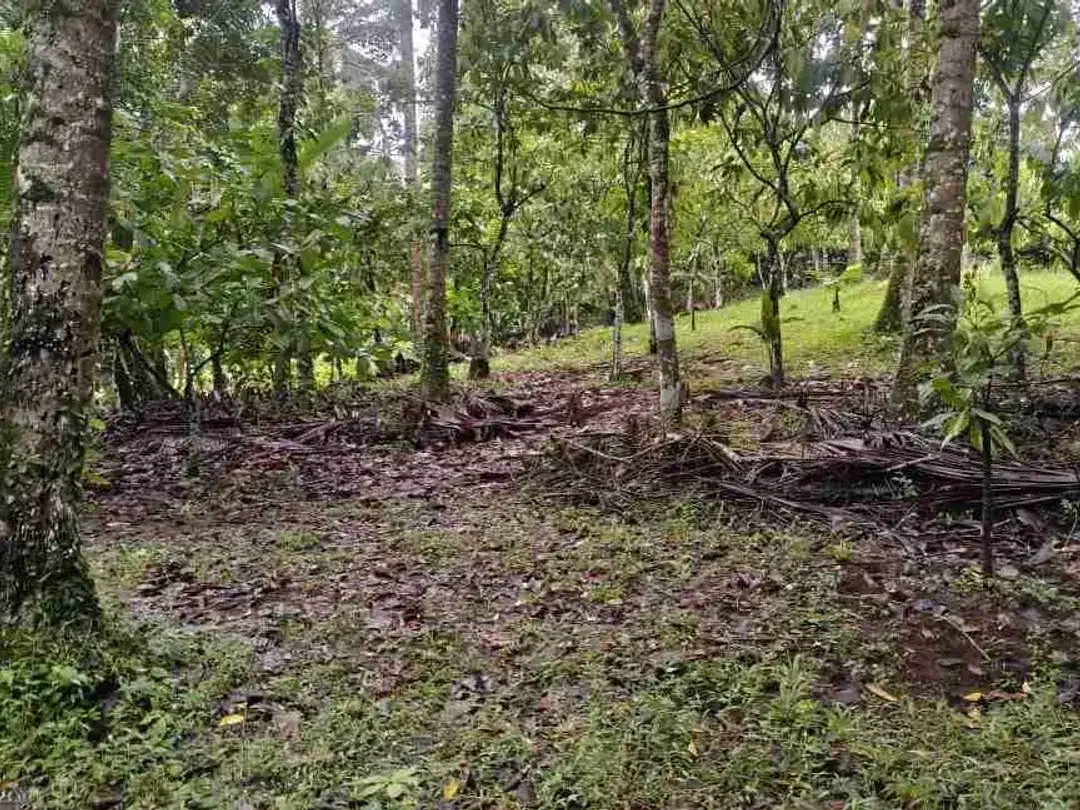 jual tanah kebun di tabanan bali - Image 9 of 10