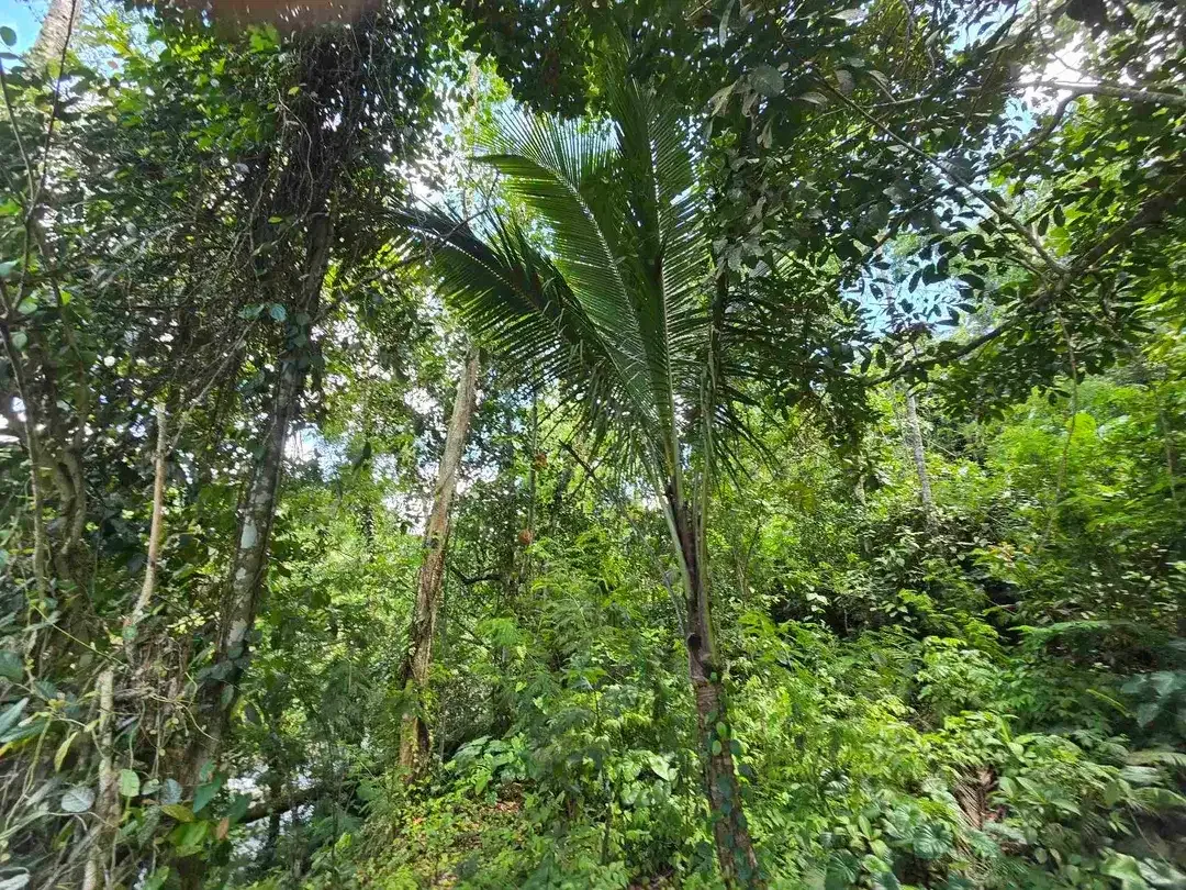 dijual tanah kecil los sungai air jernih bebatuan di penebel tabanan bali - Image 10 of 10