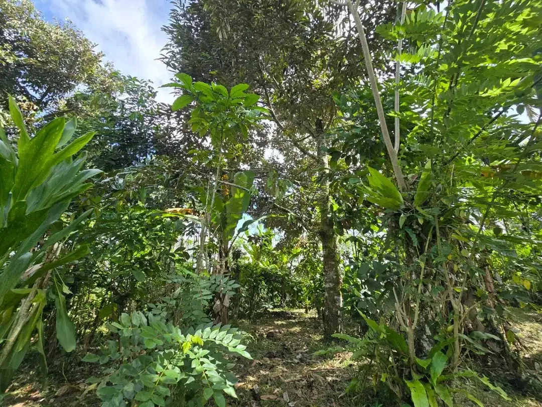 Dijual tanah kebun kopi view sawah dan lembah di tabanan bali - Image 6 of 10