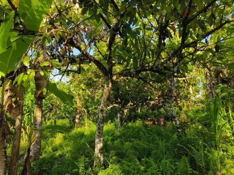 tanah murah datar view sawah akse s jalan propinsi di bali - Image 6 of 10