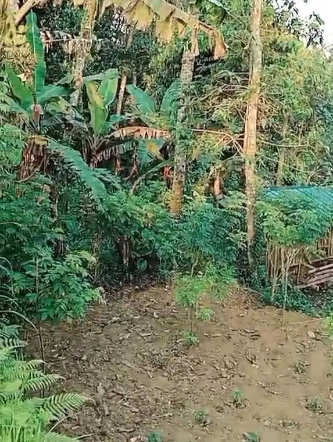 Tanah View Jungle di Bresela dekat Ubud Bali - Image 5 of 6