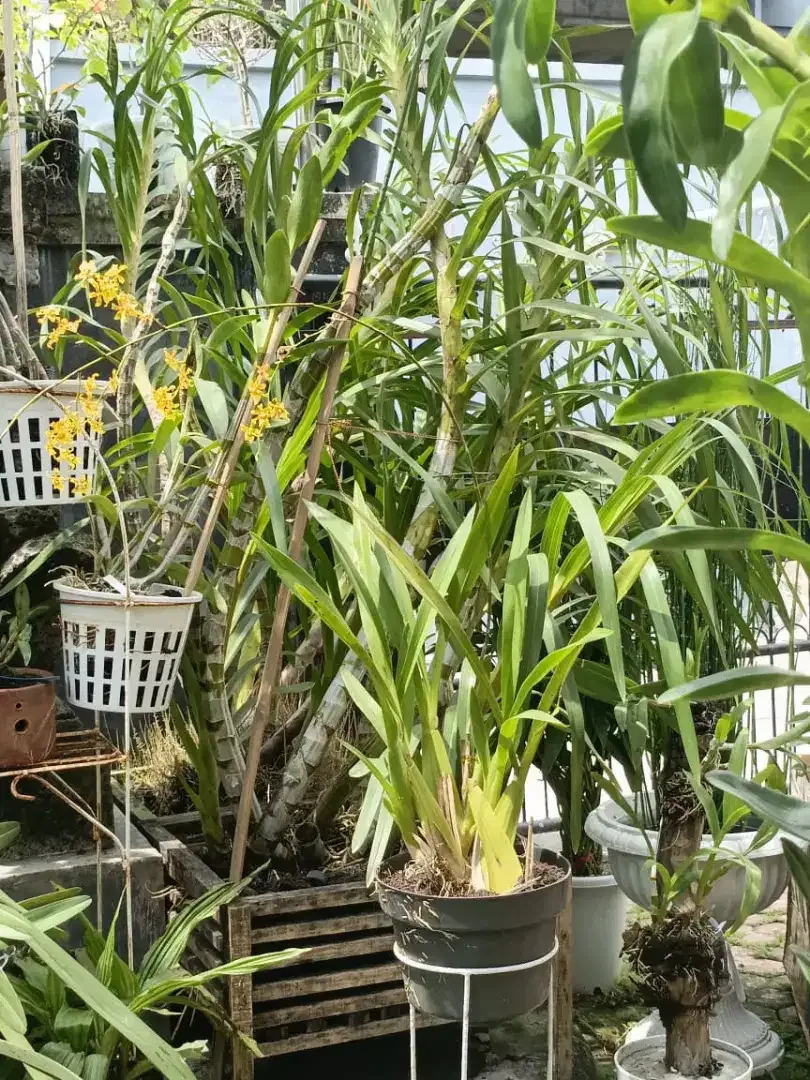 Anggrek oncidium - Image 2 of 4