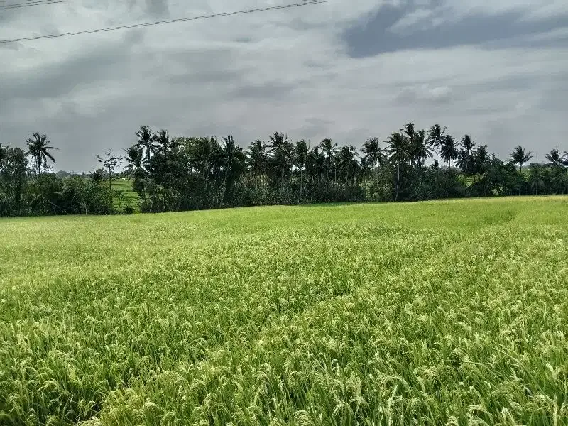 Tanah Lokasi Kaba-Kabar View Sawah Lingkungan Nyaman - Image 3 of 10