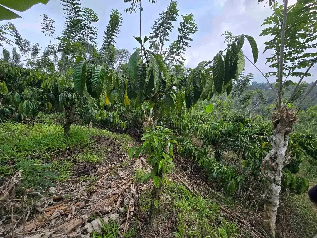Dijual murah kebun kopi siap panen di pupuan tabanan bali - Image 6 of 10