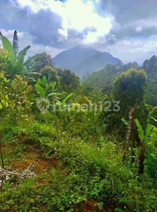Tanah Komersial 6,5 Ha SHM Dekat Turyapada Tower Bali Utara - Image 4 of 4