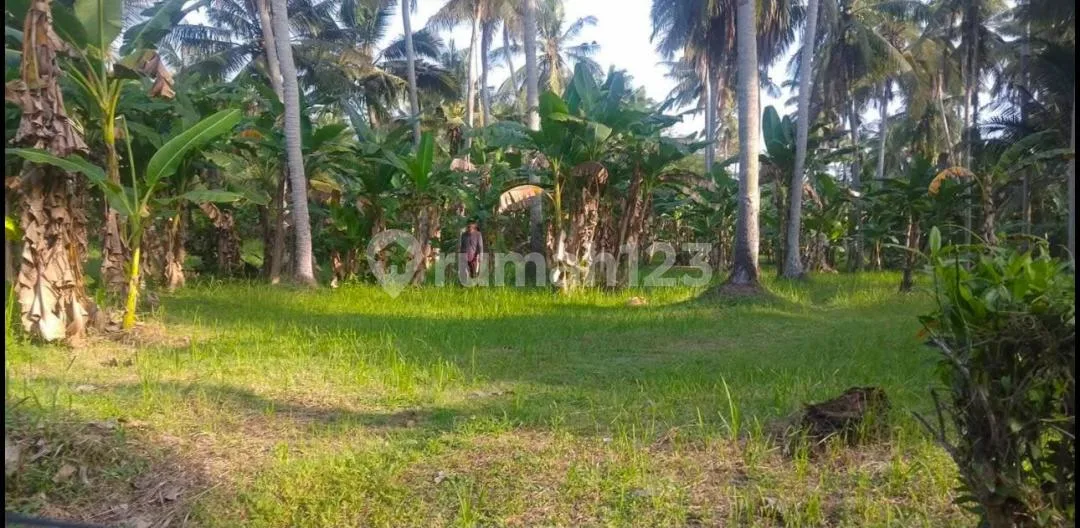 Tanah Siap Dikembangkan di Pakutatan Jembrana - Image 2 of 4