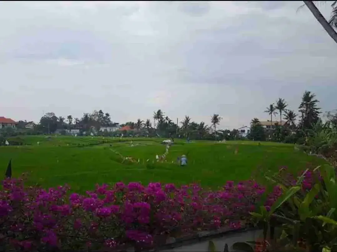 Villa Kokoh Kualitas Nomer1 Luas 13Are View Sawah Canggu Kayu Tulang - Image 3 of 10