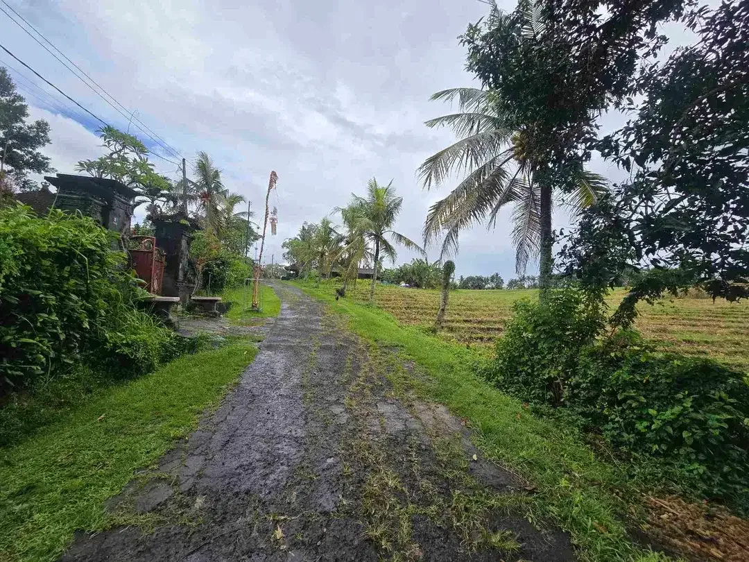 Dijual tanah zona kuning / yellow view sawah di tabanan bali - Image 9 of 10