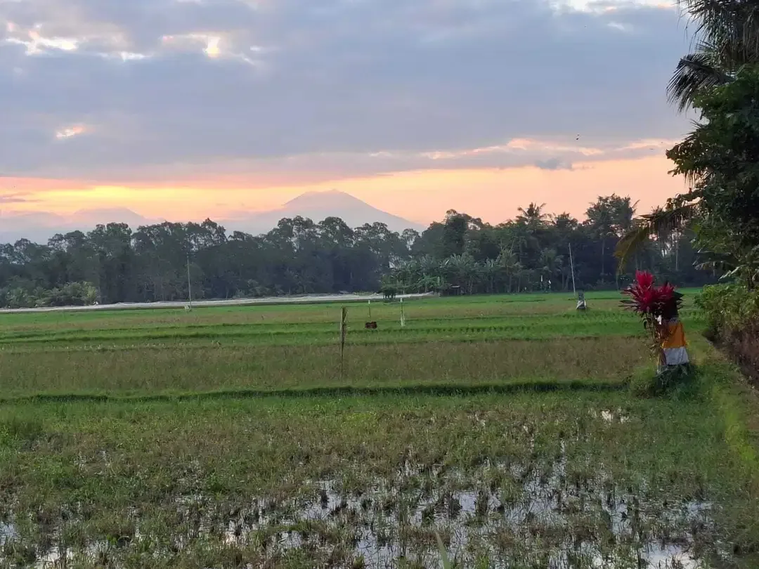 Dijual tanah kebun kelapa view sawah akses jalan propinsi di bali - Image 9 of 10