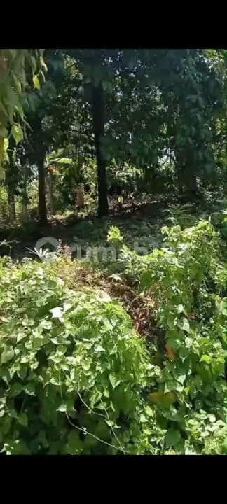Jual Tanah Kebun Murah di Pinggir Jalan Aspal di Tabanan - Image 3 of 4