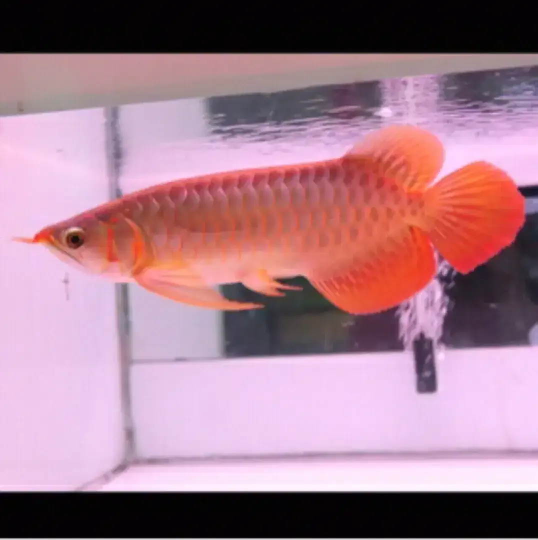 Arwana / Arowana Super Red Kalimantan (KUALITAS KONTES) - Image 5 of 6