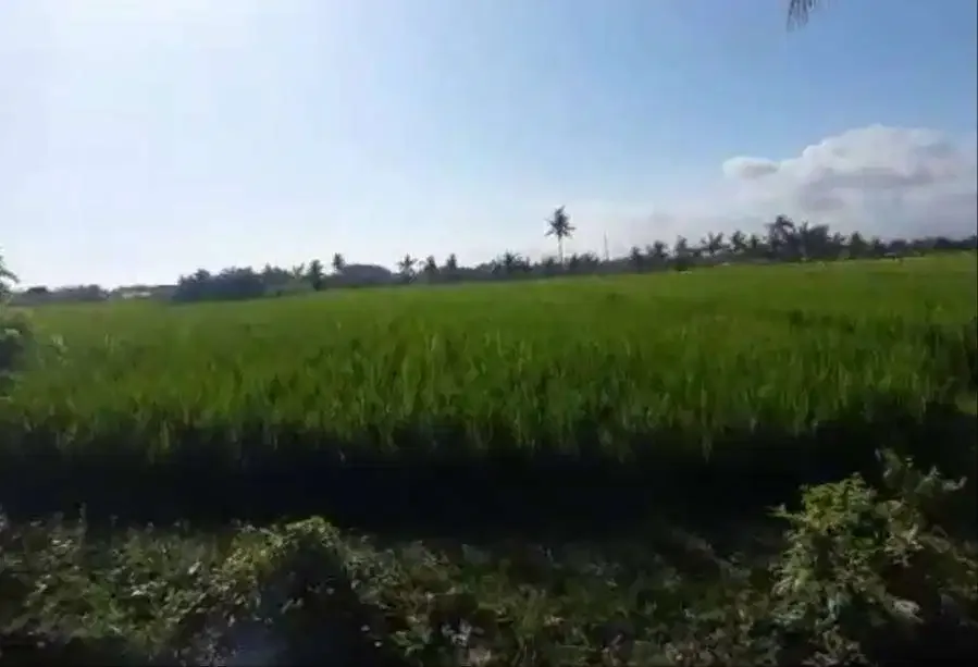 TANAH PROSPEK KEDEPAN SANGAT BAGUS TABANAN - Image 6 of 8