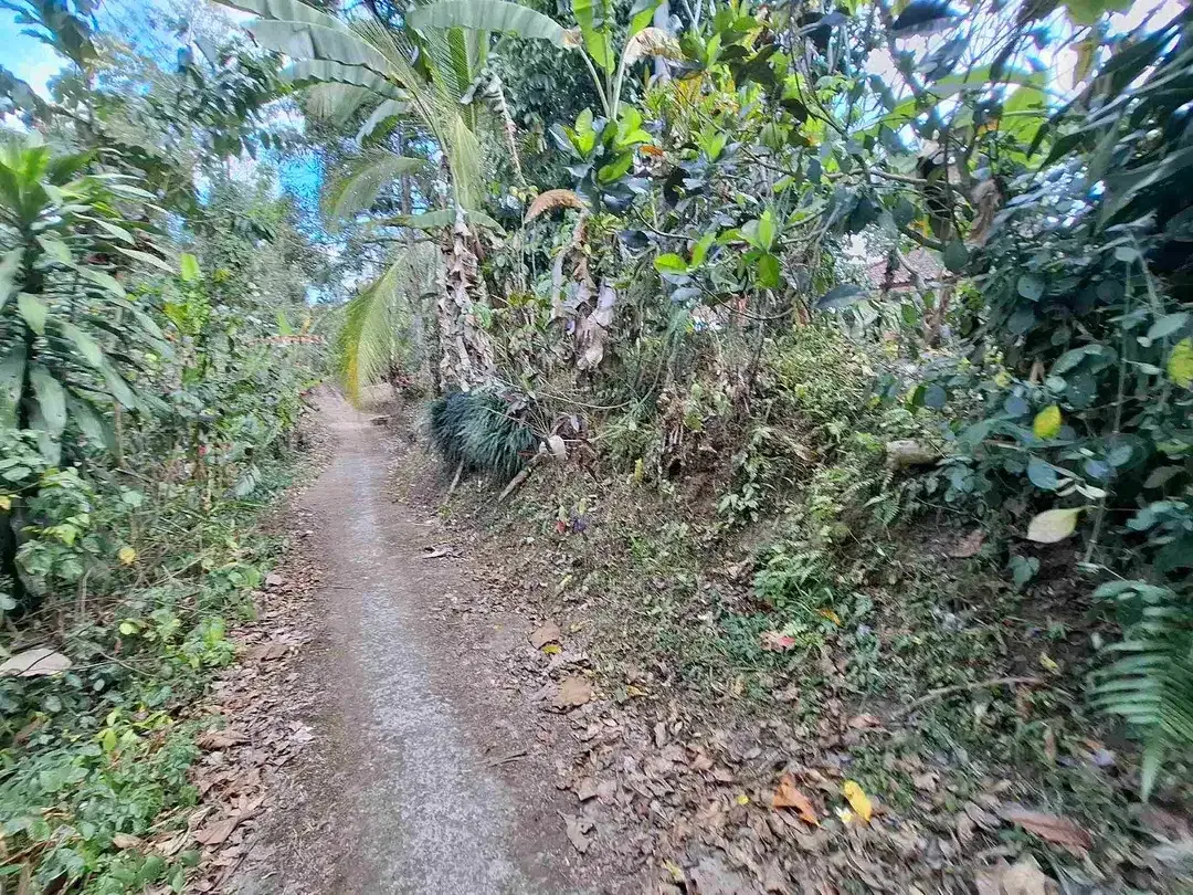 tanah kebun strategis dekat fasilatas umum dan tempat wisata mendapatkan view sawah terasering - Image 10 of 10