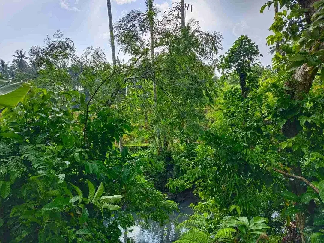 di jual tanah strategis dekat pantai zona pink Los sungai view sawah di tabanan bali - Image 5 of 9