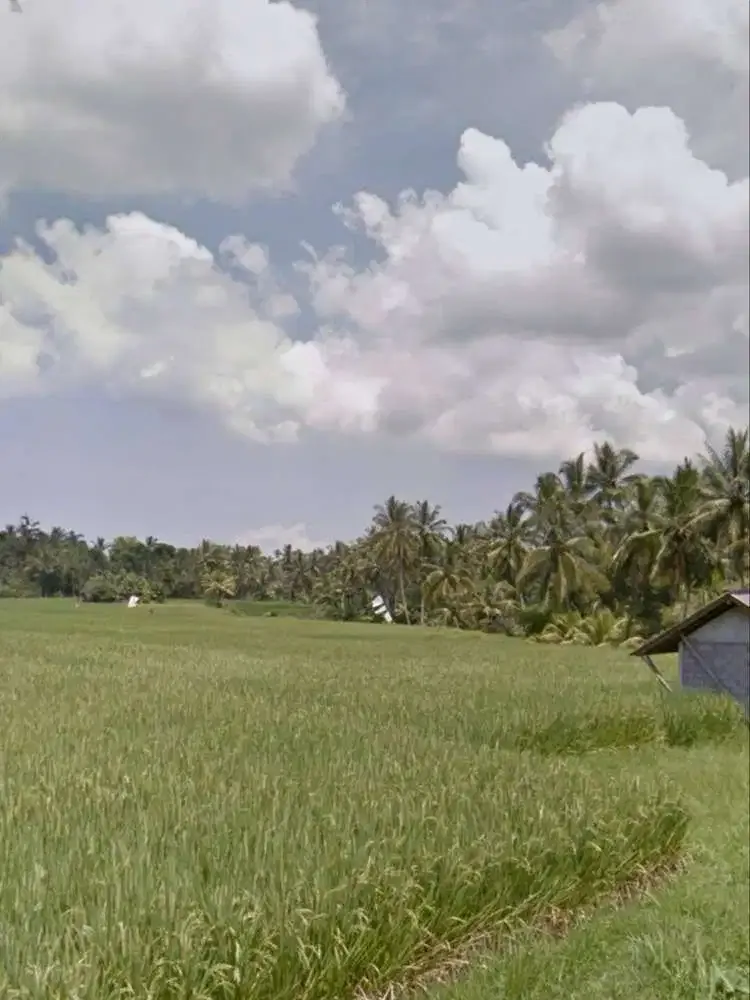 DIJUAL TANAH SAWAH LOS SUNGAI TABANAN - Image 6 of 9