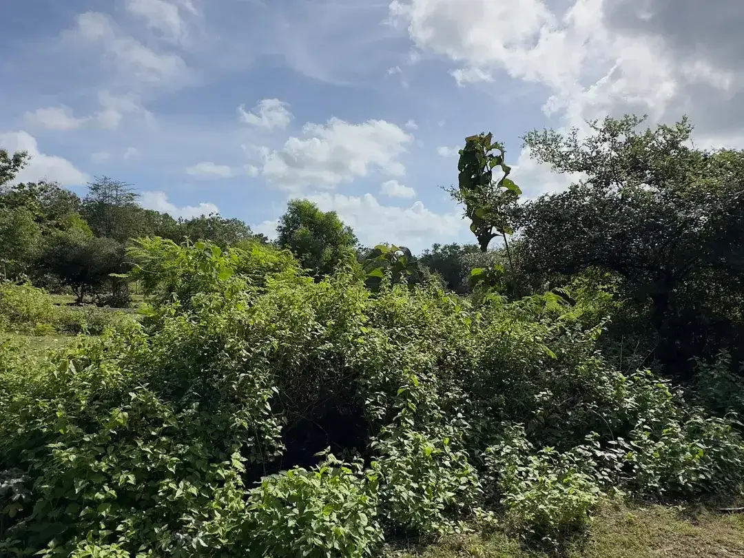 Dijual Tanah 350m2 di Dekat Taman Rama Internasional School Jimbaran - Image 4 of 10