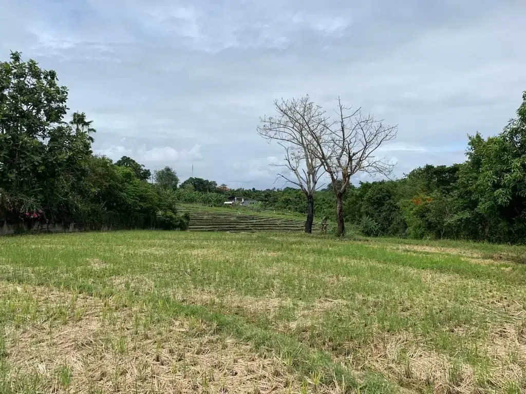 DIJUAL TANAH VIEW SAWAH LOKASI PERERENAN - Image 9 of 10