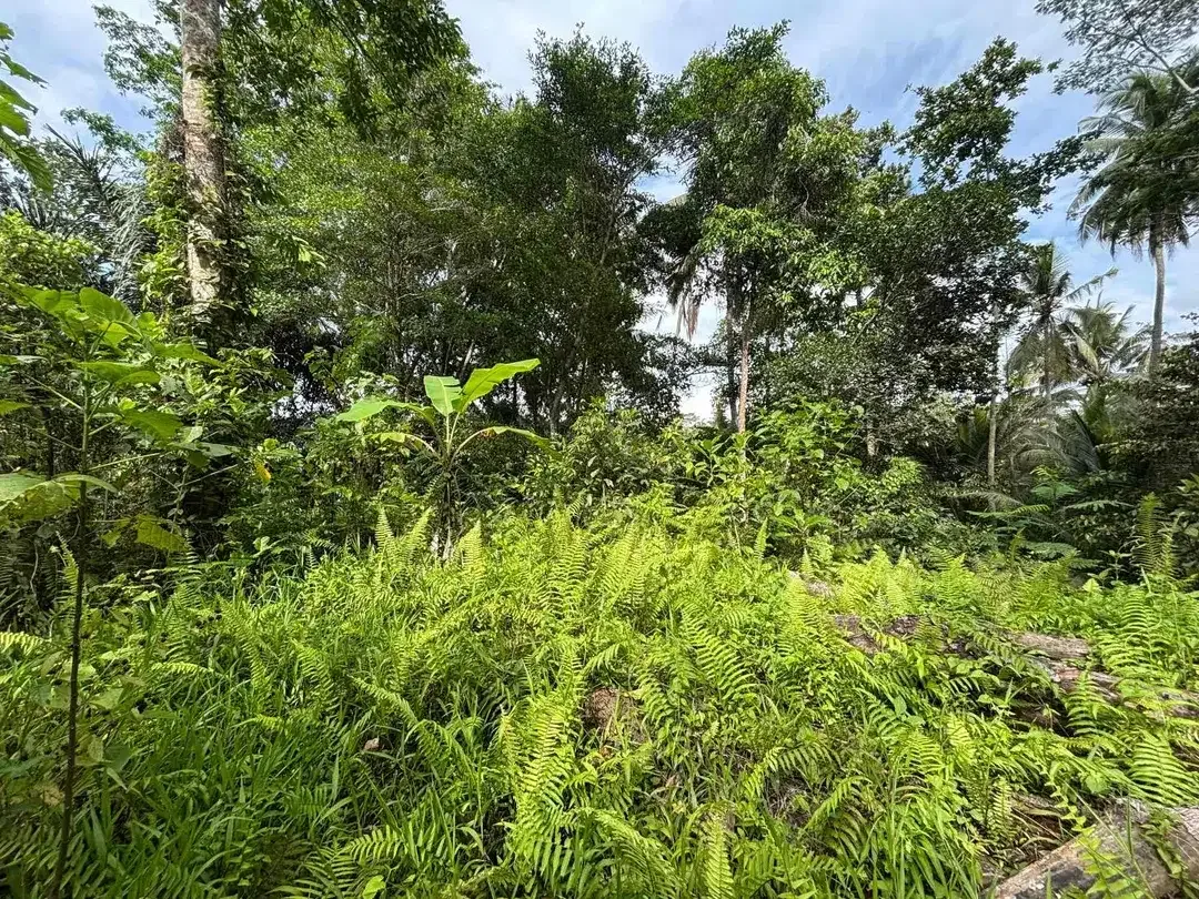 Dijual tanah terletak di pejeng jalur dekat ke ubud - Image 2 of 5