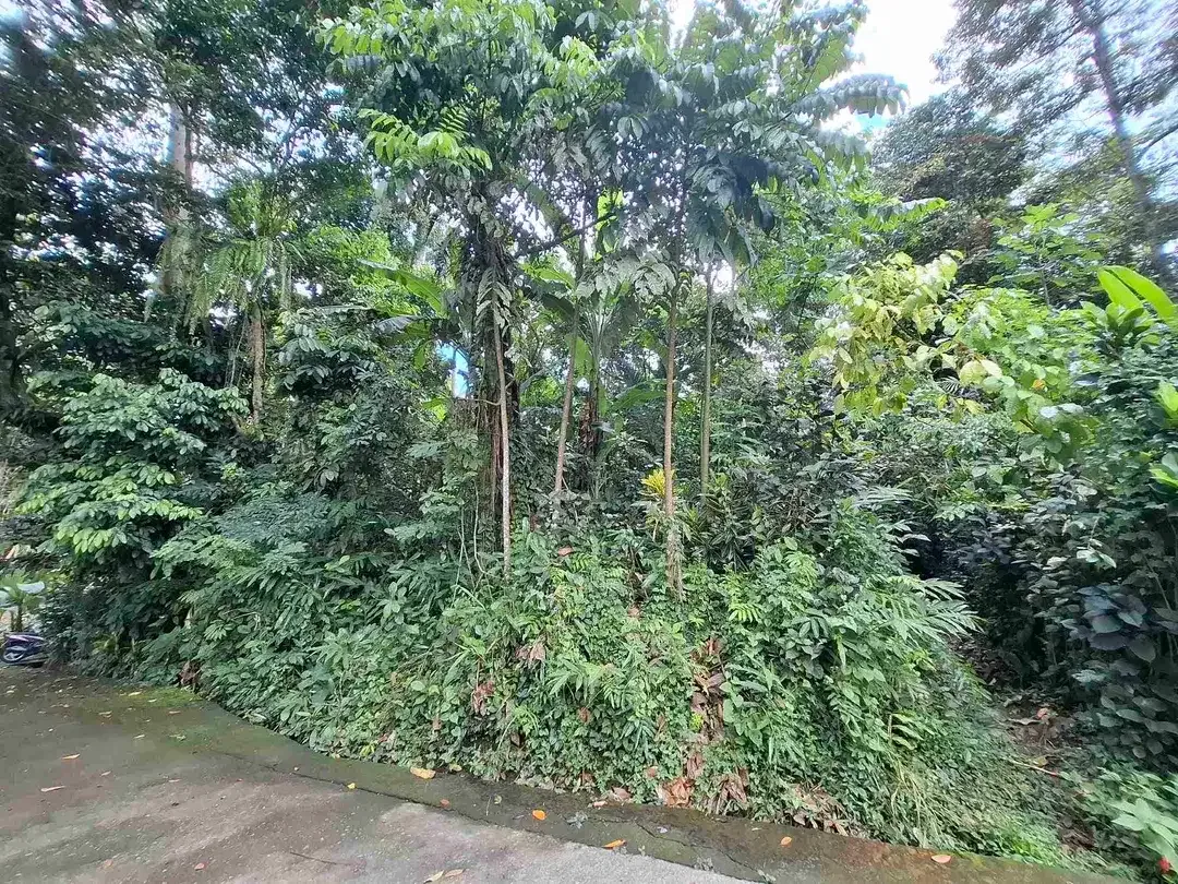 tanah luasan kecil kontur datar depan villa pribadi di penebel tabanan - Image 4 of 7