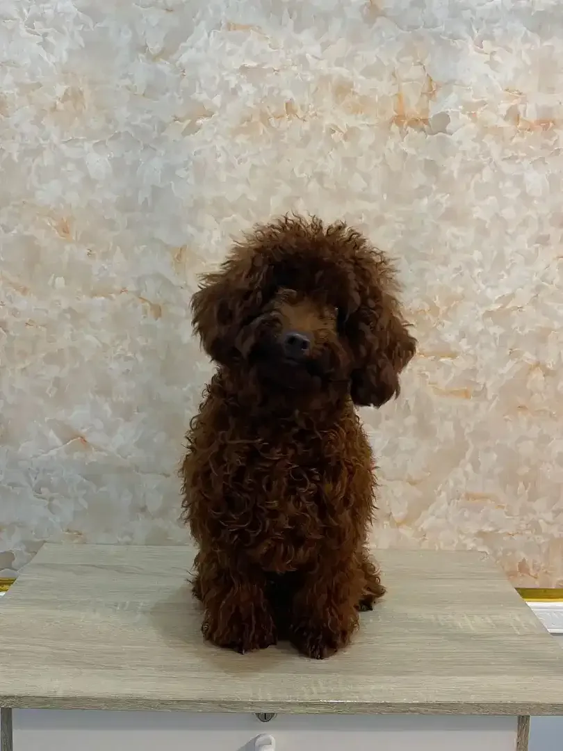 Grooming anjing profesional - Image 7 of 10
