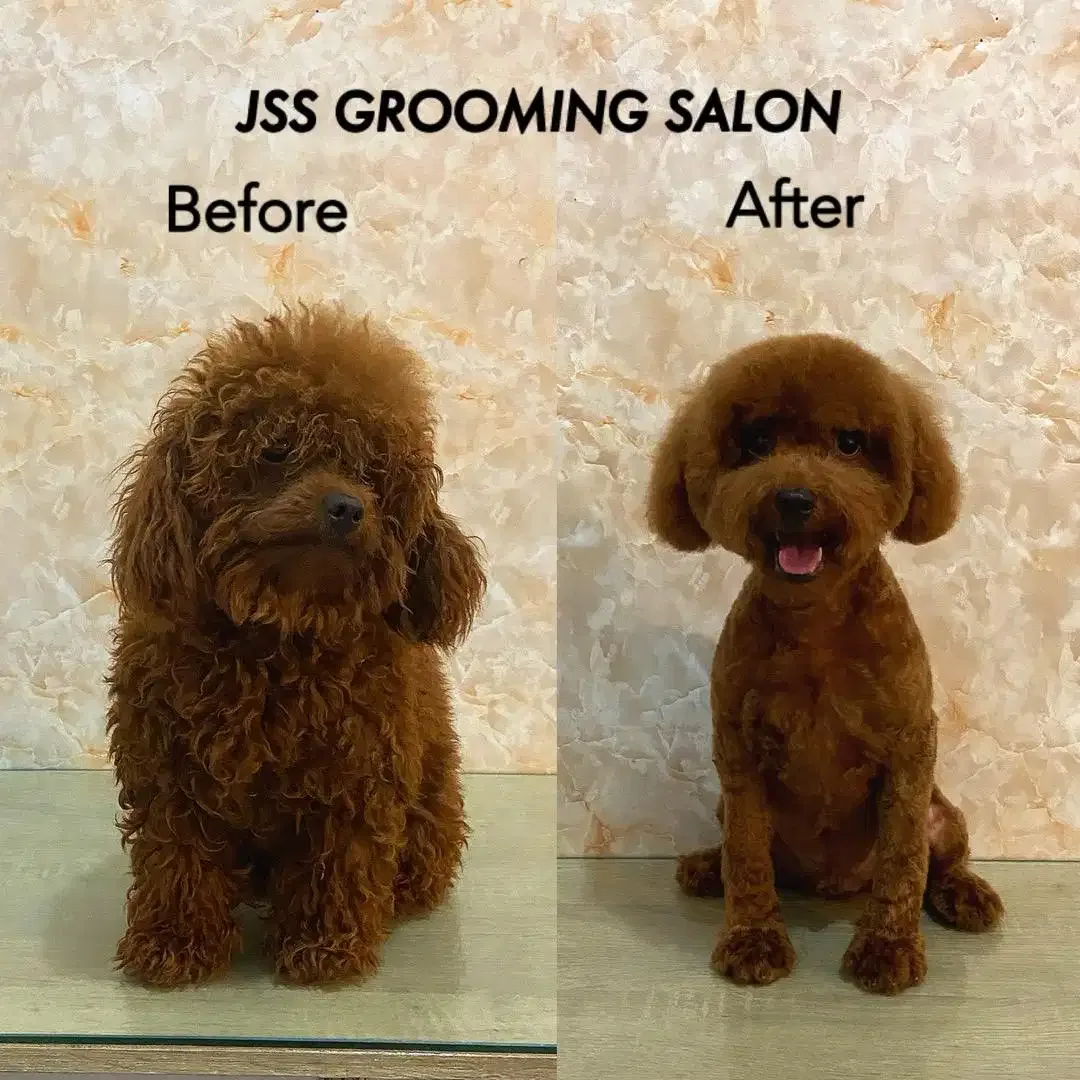 Jss grooming salon anjing - Image 4 of 10