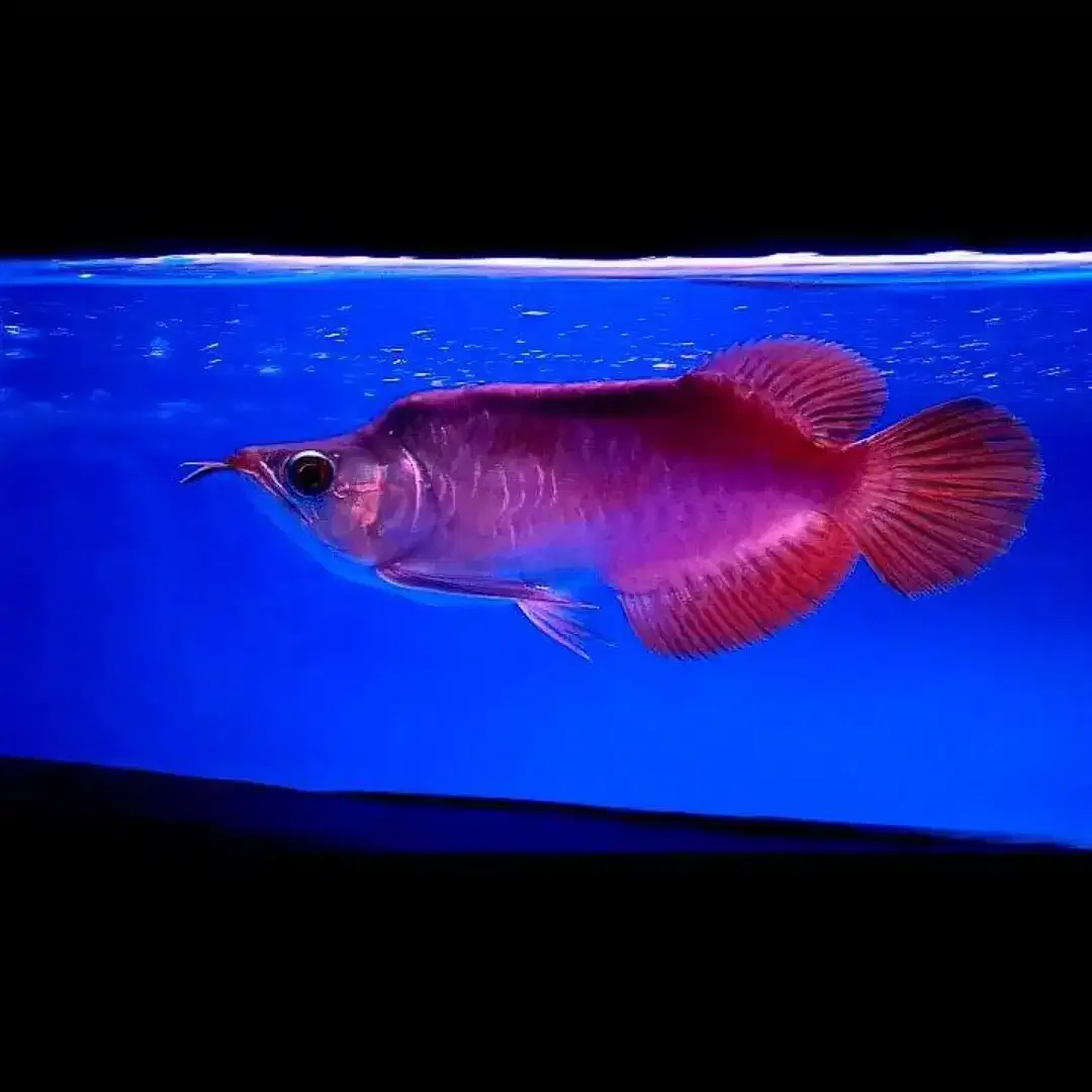 Arwana / Arowana Super Red King Kalimantan - Image 5 of 5
