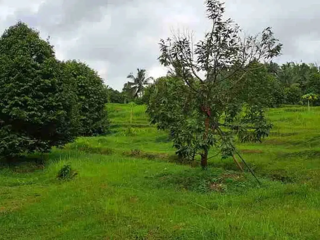 dijual Tanah Kebun Durian, Tabanan, Bali - Image 5 of 10