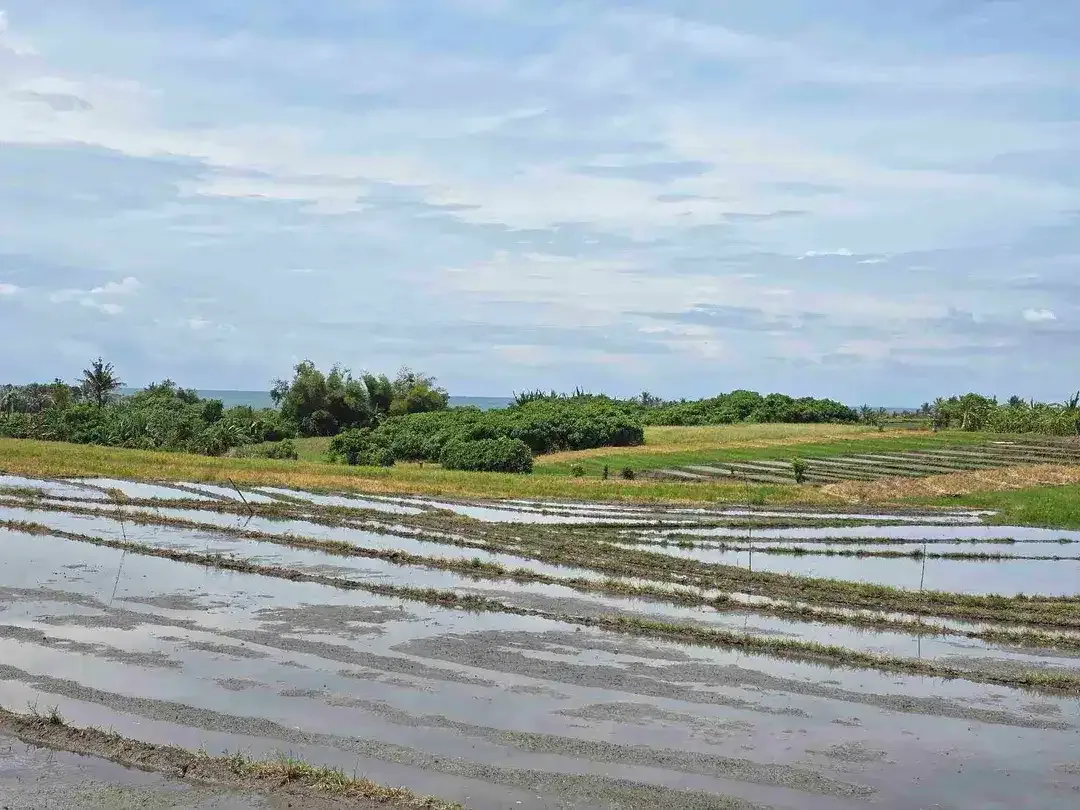 Dijual tanah view laut dekat pantai pasut di tabanan bali - Image 9 of 10