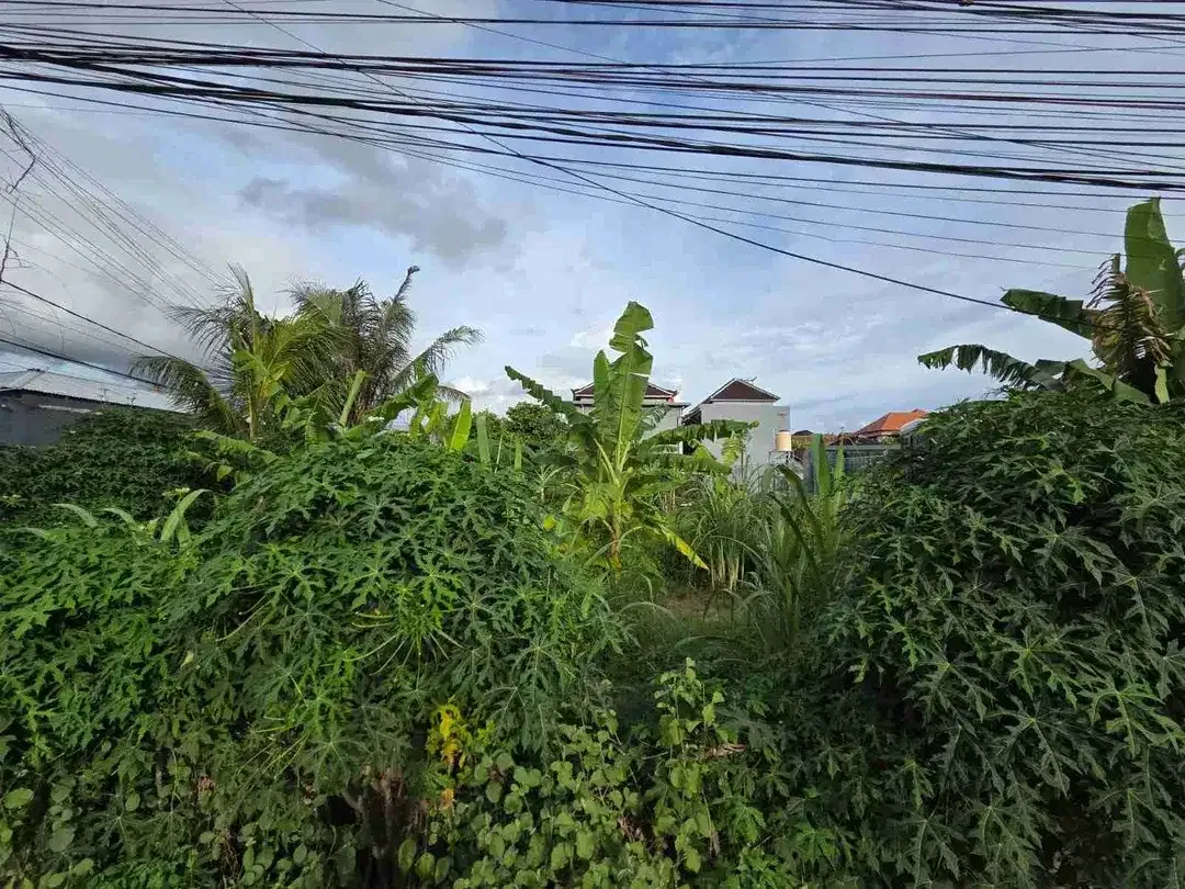 Tanah - Image 10 of 10