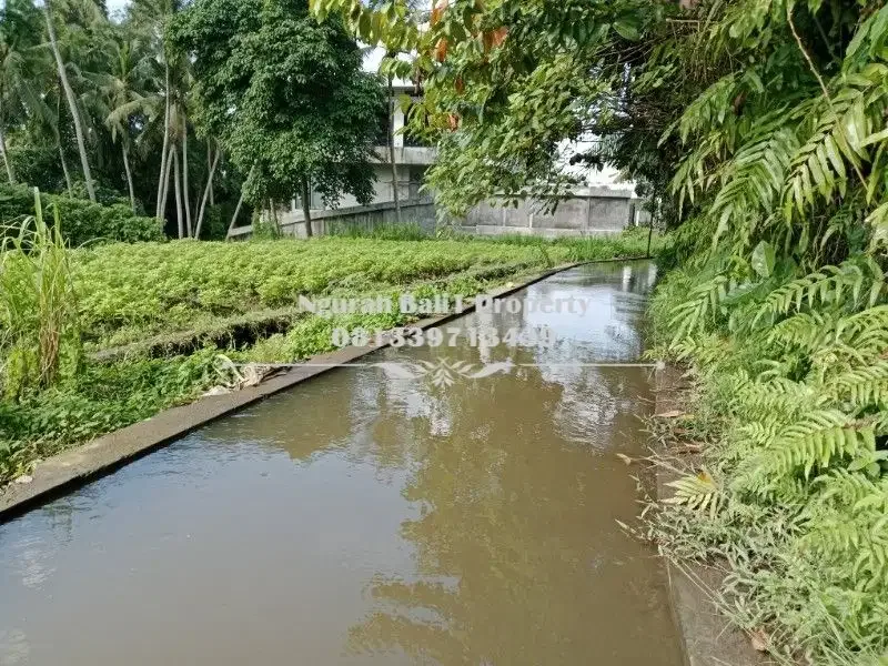 BUC Disewakan Tanah Murah Luas 2450 m2 View Sawah dan Sungai di Ubud - Image 6 of 6