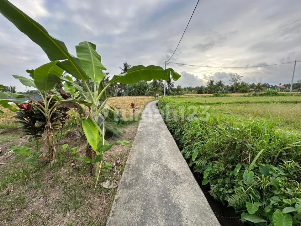 Tanah Dikelilingi Sawah Dekat Kampus Mediterranean Bali & Monkey Forest - Image 4 of 4
