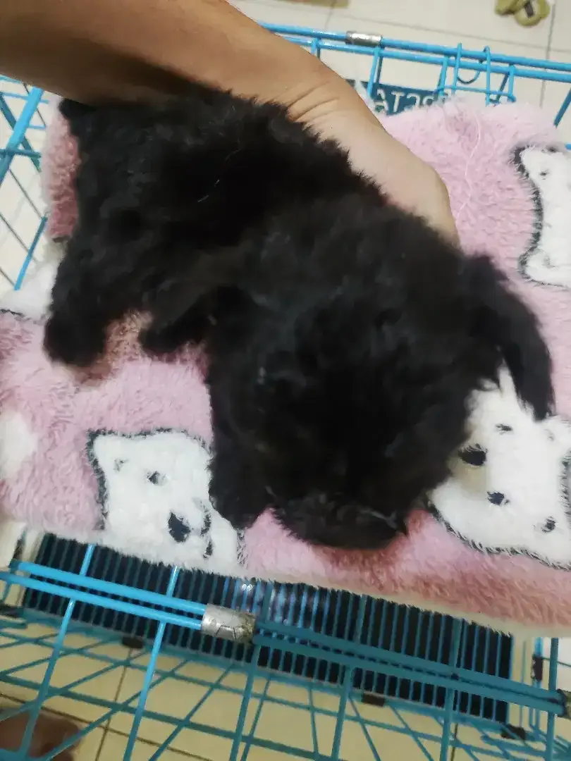 Murah meriah Tiny Poodle mix - Image 2 of 2