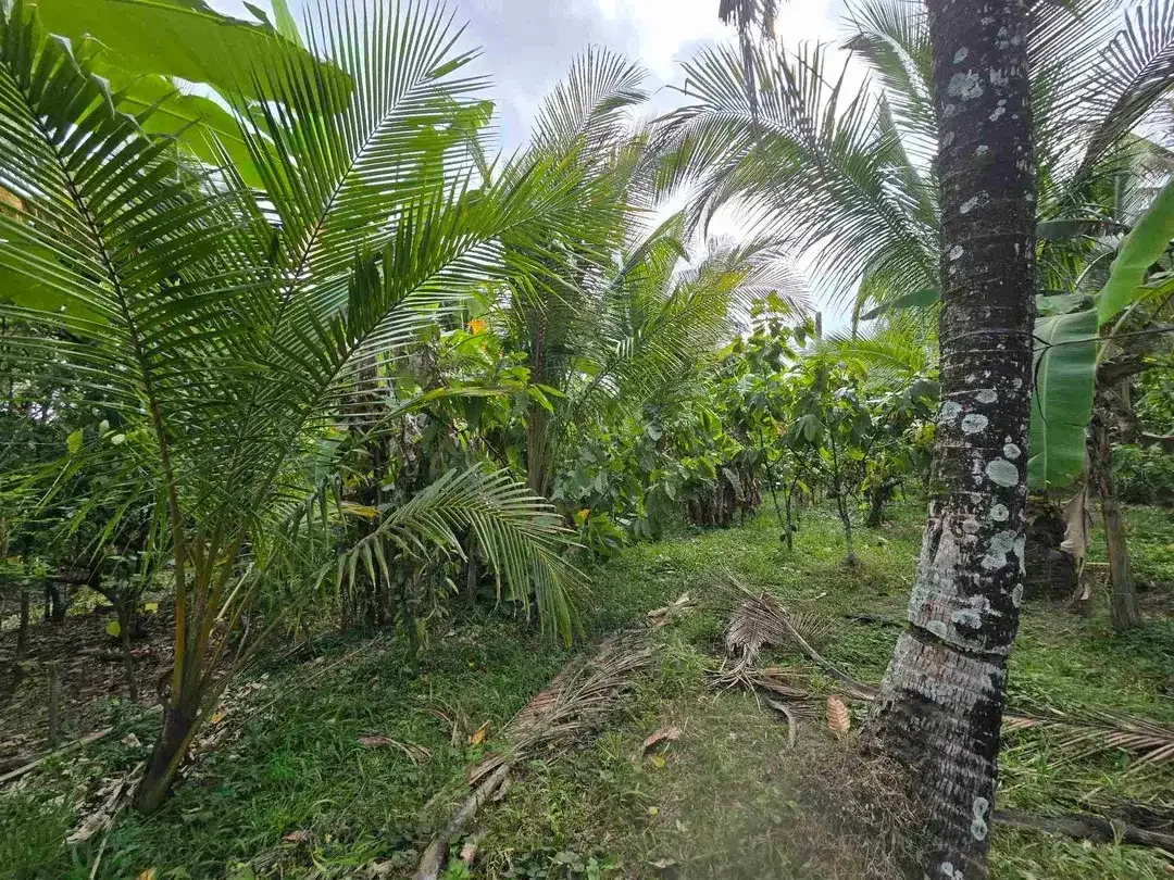 Dijual tanah murah view sawah akses jalan hotmik di tabanan bali - Image 9 of 10