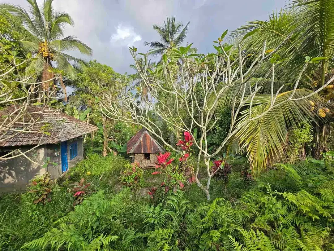 Dijual tanah kebun dan sawah view sawah dan lembah di tabanan bali - Image 7 of 10